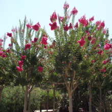 Lagerstroemia indica x fauriei 'Tuscarora' trees in full bloom, showcasing vibrant pink flowers against a clear sky