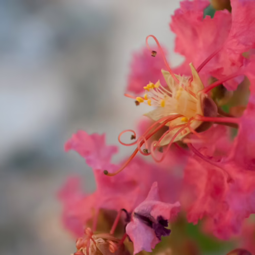 Lagerstroemia indica ‘Yang-Tse’ flower: a vibrant pink bloom with striking yellow stamens and gracefully curled pistils.