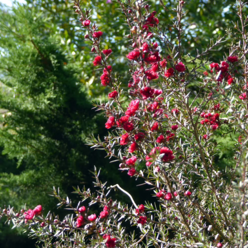 Leptospermum scoparium 'Red Damask' shrub with vibrant red flowers and needle-like foliage, adding a splash of color to the garden