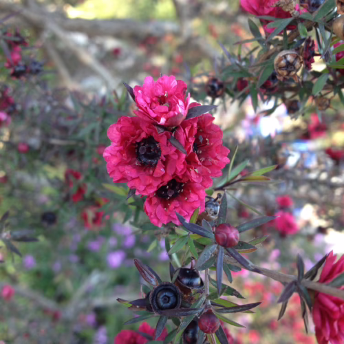 Leptospermum scoparium 'Red Damask' flowers: clusters of vibrant, deep pink double blooms with dark centers, amidst spiky green foliage and seed capsules.