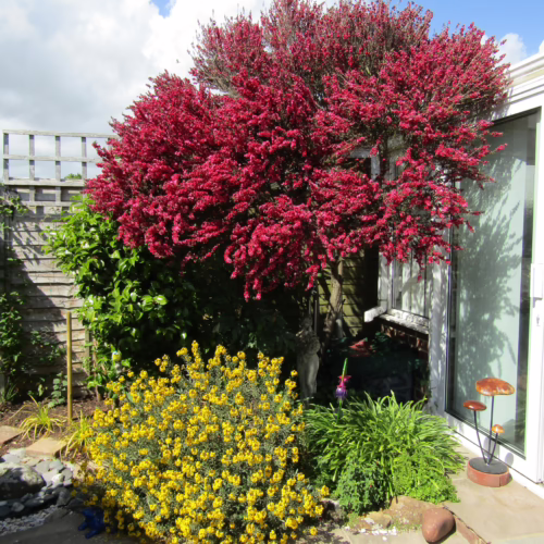 Leptospermum scoparium 'Red Damask' shrub with vibrant red flowers, complementing yellow Scotch broom and green foliage in a sunny garden setting
