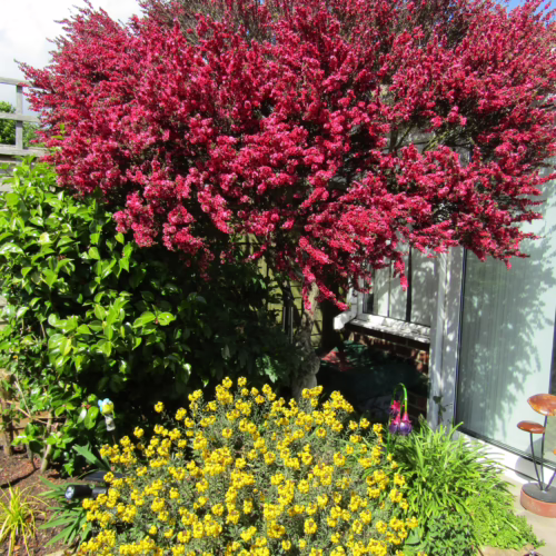 Leptospermum scoparium 'Red Damask' in full bloom, showcasing vibrant red flowers against green foliage, adding a splash of color to any garden
