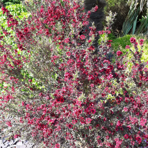 Leptospermum scoparium 'Red Damask' shrub bursting with deep red flowers against grey-green foliage, creating a vibrant display.