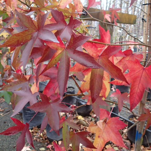 Liquidambar styraciflua 'Festeri' with vibrant red, orange, and yellow star-shaped leaves, showcasing its stunning autumn color
