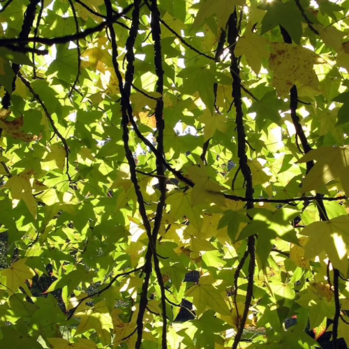 Liquidambar styraciflua ‘Festeri’ leaves: a canopy of green and yellow star-shaped foliage, dappled with sunlight, creating a vibrant, natural texture