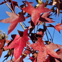 Liquidambar styraciflua ‘Burgundy’ leaves, a deep red star shape, stand out against a vibrant blue sky.