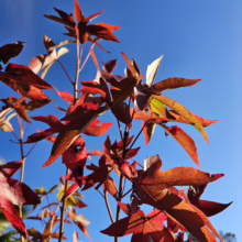 Liquidambar styraciflua ‘Burgundy’ leaves in vibrant red autumn color against a clear blue sky