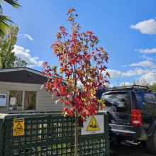 Liquidambar styraciflua ‘Burgundy’ tree showing vibrant red, yellow, and green autumn foliage, potted and ready for planting