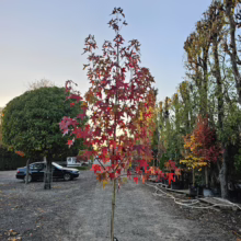 Liquidambar styraciflua 'Burgundy' tree in a black pot, showcasing vibrant red autumn foliage against a garden center backdrop