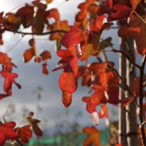 Liquidambar styraciflua ‘Rotundiloba’ leaves in vibrant autumn red, a close-up showcasing the tree's seasonal color.