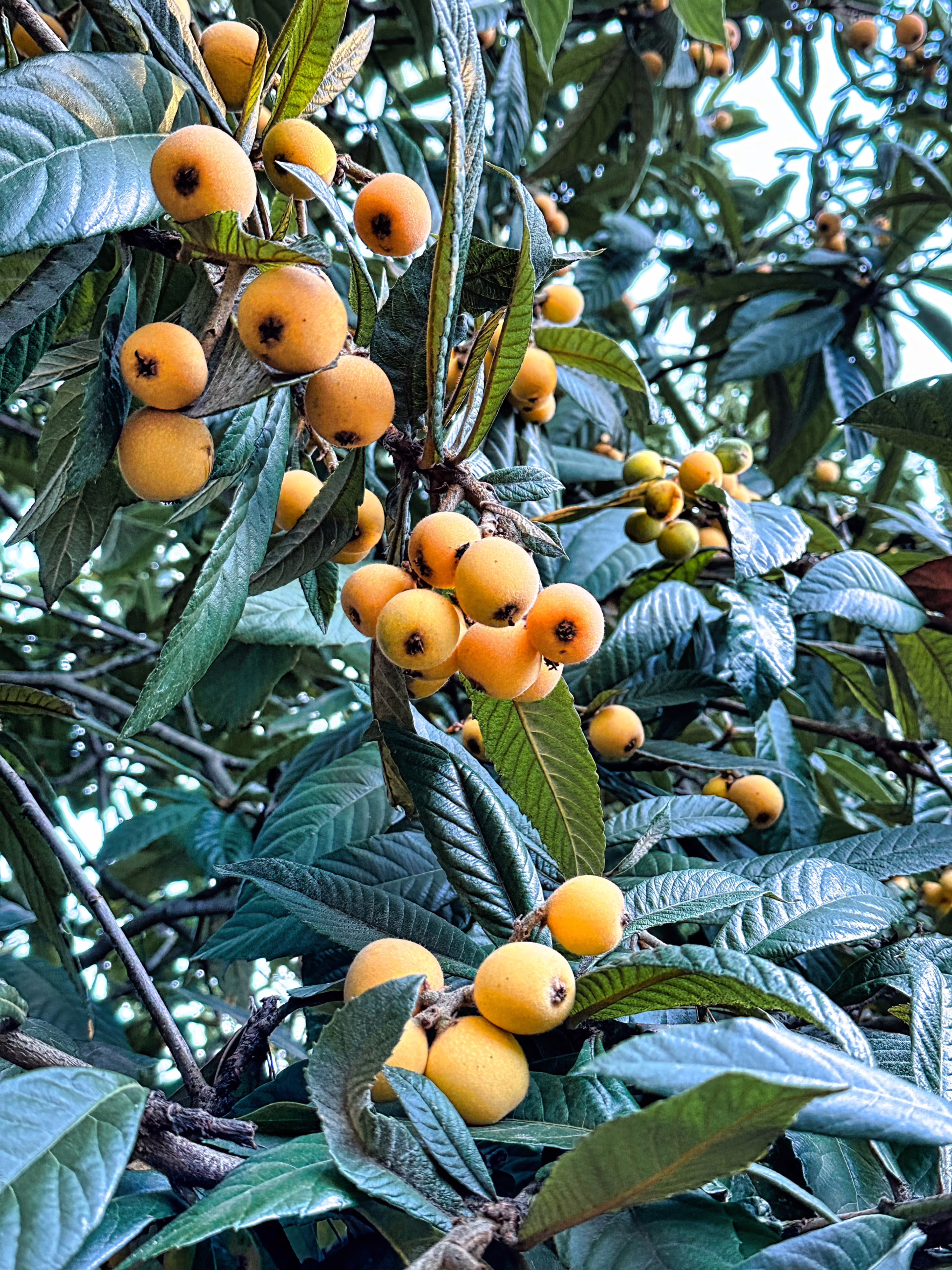 Loquat japonica 'Golden Orb' branch with ripe, golden fruit and glossy green leaves.
