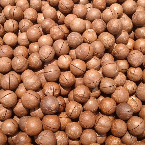 Pile of Macadamia ‘TM2’ nuts in their brown shells, each with a pre-cut slit for easy opening