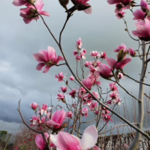 Magnolia 'Sweetheart' in full bloom: Pink and white flowers adorn bare branches against a moody sky