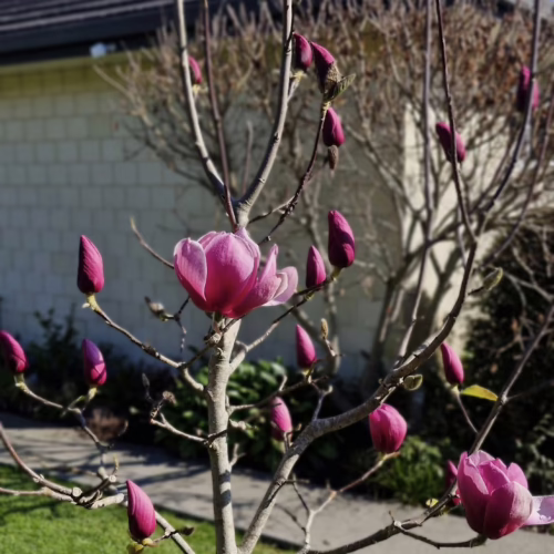 Magnolia 'Arabian Nights' with pink buds and blooms on bare branches in a garden setting