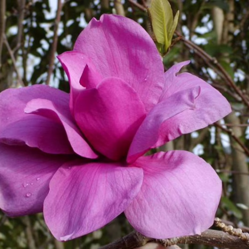Deep pink Magnolia 'Purple Sensation' bloom; a vibrant, cup-shaped flower with velvety petals, showcasing spring elegance