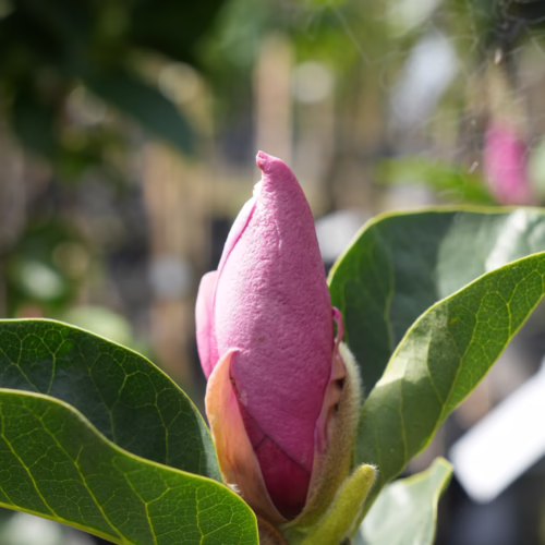 Magnolia 'Red As' bud, a vibrant pink cone, nestled in green leaves. Velvety texture, hinting at the flower's beauty to come.