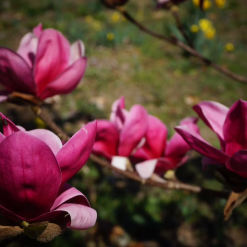 Deep pink Magnolia 'Shirazz' blossoms with pale edges on woody branches, highlighting their unique color and shape