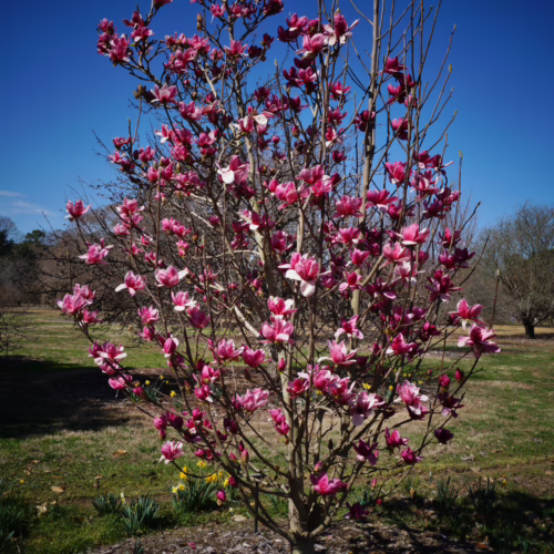 Magnolia 'Shirazz' tree bursting with vibrant pink blossoms against a clear blue sky, a stunning spring display