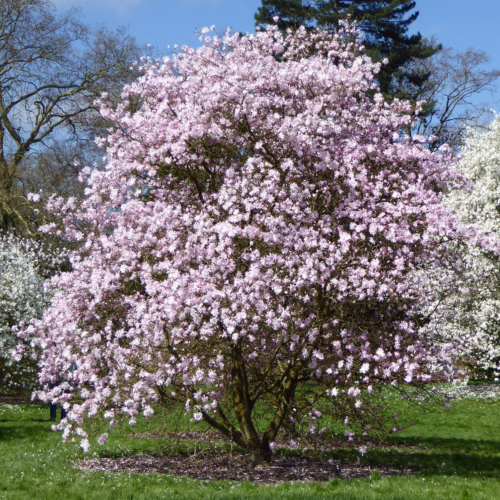 Magnolia stellata 'Rosea' in full bloom, showcasing delicate pink star-shaped flowers covering the entire tree