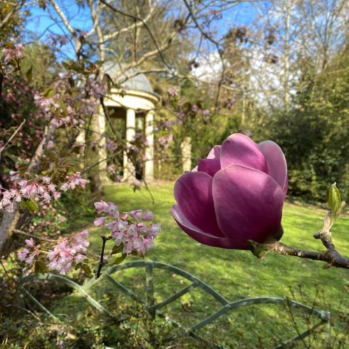 Magnolia 'Sweet Merlot' blossom: a large, deep purple flower blooms in a lush garden setting with a stone gazebo.