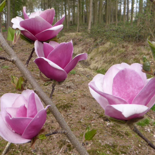 Magnolia 'Sweet Merlot' blooms: pink & white petals unfurl on a branch, showcasing their elegant form in a natural setting.