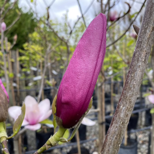 Magnolia 'Ula' bud, deep pink and velvety, poised to bloom, alongside open pale pink blossoms. Young trees in black pots fill the background.