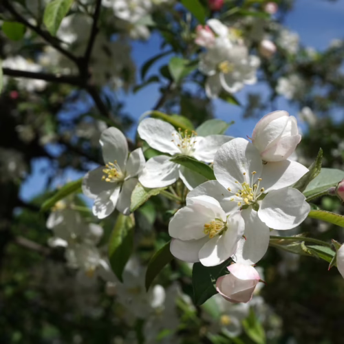 Malus 'Mt Aurum' blossoms: white flowers and pink buds on a tree branch against a blue sky, showcasing spring beauty