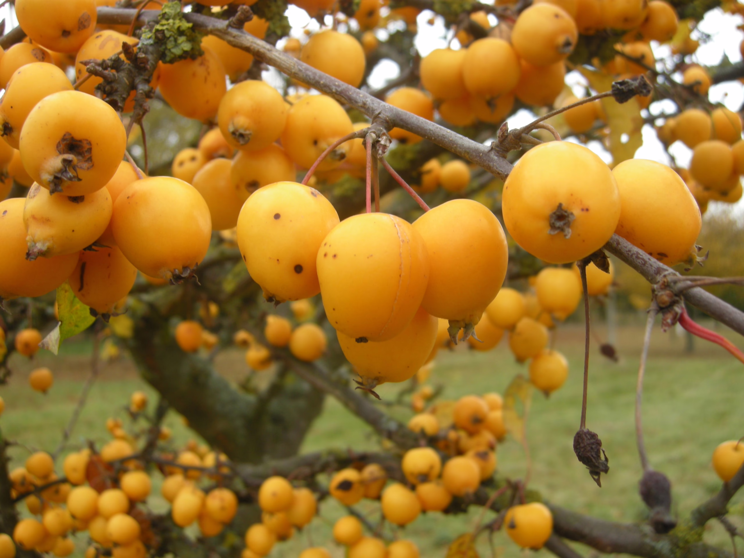 Golden Malus ‘Mt Aurum’ crabapples clustered on branches, a vibrant autumn display