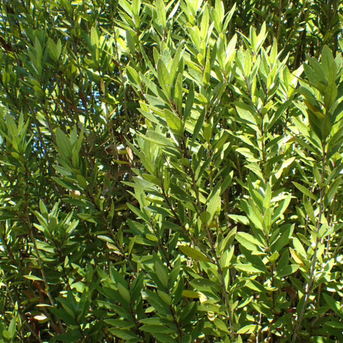 Lush green Melicytus chathamicus shrub with dense, glossy foliage, creating a vibrant natural screen or hedge