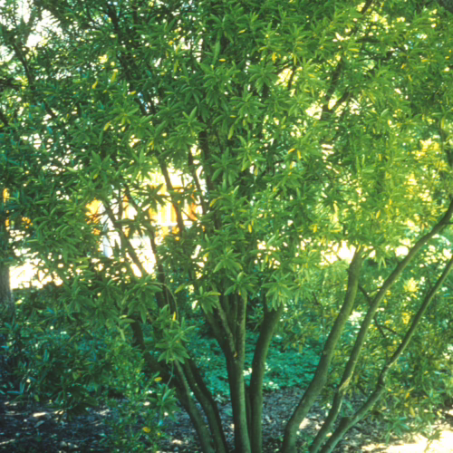 Melicytus chathamicus shrub with dense green foliage and multiple stems, creating a lush, full appearance.