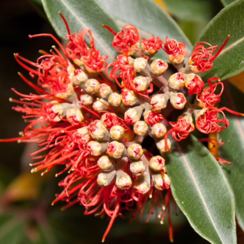 Metrosideros collina ‘Tahiti’ flower cluster. Red stamens burst from buds, surrounded by green leaves.