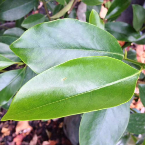 Glossy, vibrant green leaves of a Michelia 'Melody' plant, showcasing its lush foliage.