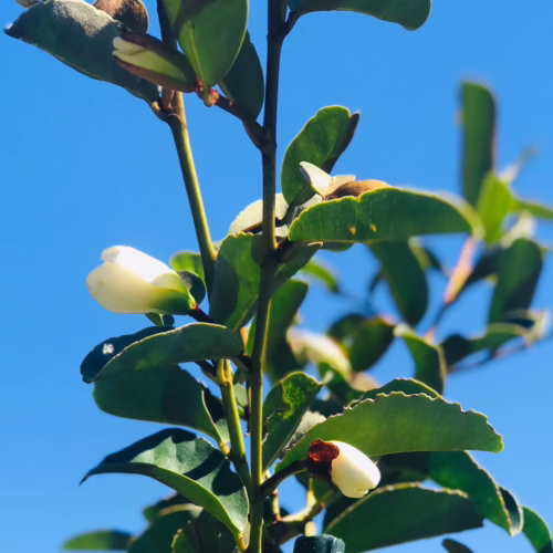 Michelia yunnanensis 'Princess Isabella' close-up: glossy green leaves and creamy white, unopened flower buds against a bright blue sky.