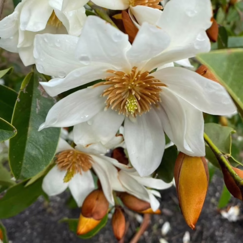 Michelia ‘Star Bright’ flowers: Fragrant white petals with water droplets and brown seed pods, showcasing the plant's beauty.