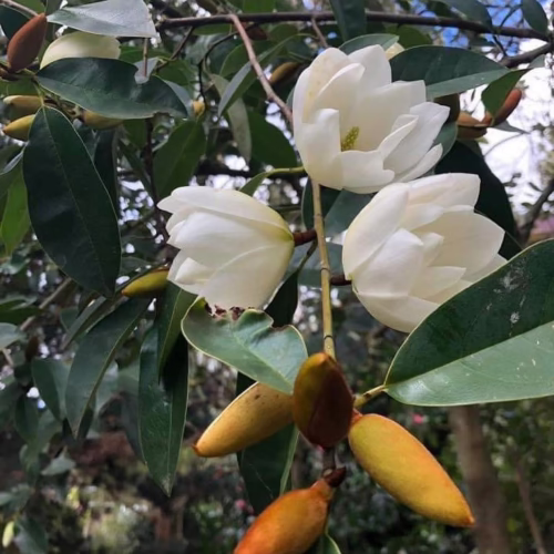 Michelia ‘Star Bright’ blossoms: Creamy white petals unfurl on a tree branch with glossy green leaves and distinctive brown seed pods