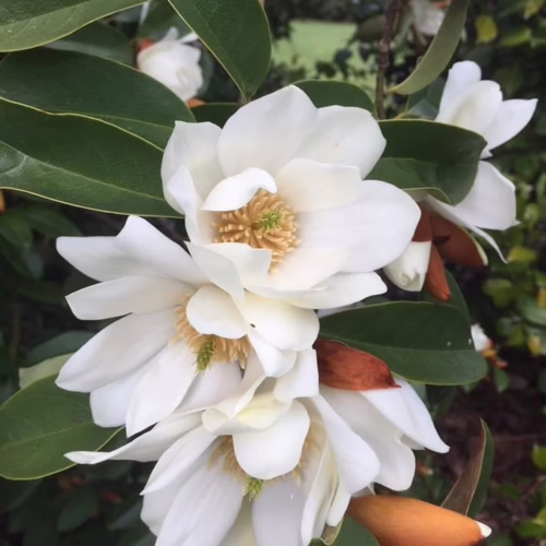 Michelia ‘Star Bright’ flowers. Cluster of pure white blossoms with golden centers surrounded by glossy, deep green leaves.