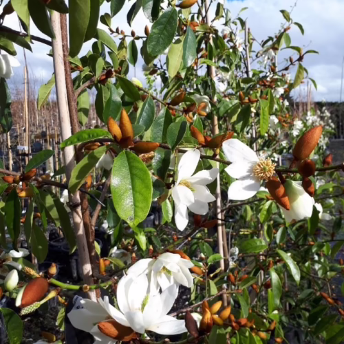 Michelia 'Star Bright' tree: glossy green leaves, white star-shaped flowers, and brown buds under a blue sky