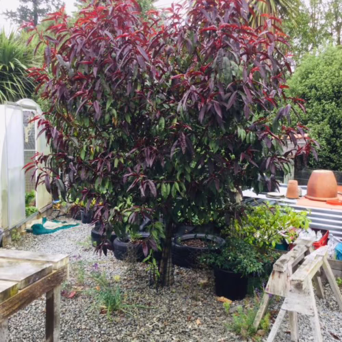 Nectarine ‘Mabel’ tree: A young tree with striking red leaves contrasting with green foliage, planted in a gravel garden setting.