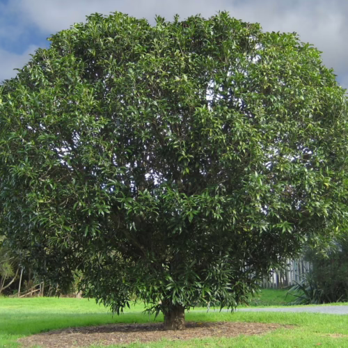 Nestegis cunninghamii tree: a lush, round canopy of green foliage against a partly cloudy sky. A healthy specimen of Nestegis cunninghamii.