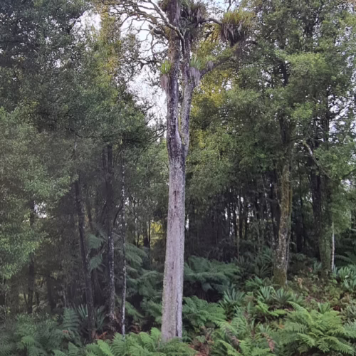 Nestegis cunninghamii tree with a tall, light-colored trunk, surrounded by ferns in a lush forest setting