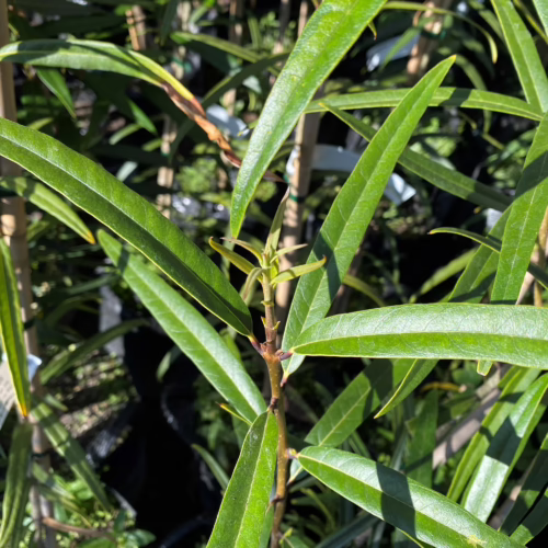 Nestegis cunninghamii plant close-up showcasing vibrant green, lance-shaped leaves and sturdy stems, perfect for adding lush greenery to your garden.