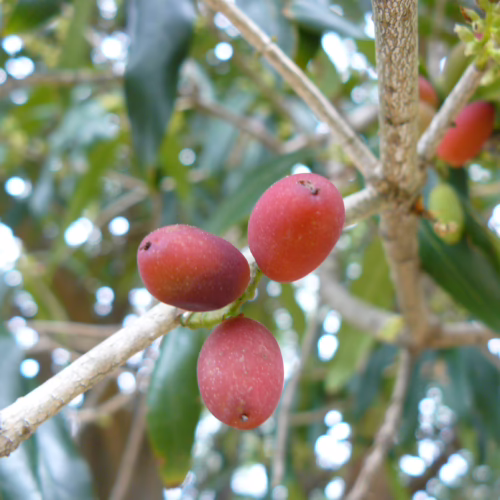 Nestegis cunninghamii berries, red and oval, clustered on a branch with green leaves. Close-up highlighting the texture and color of the fruit.