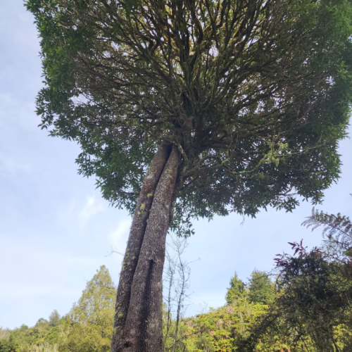 Nestegis cunninghamii: Tall tree with a fused trunk and a full, rounded canopy of dense green foliage against a blue sky.