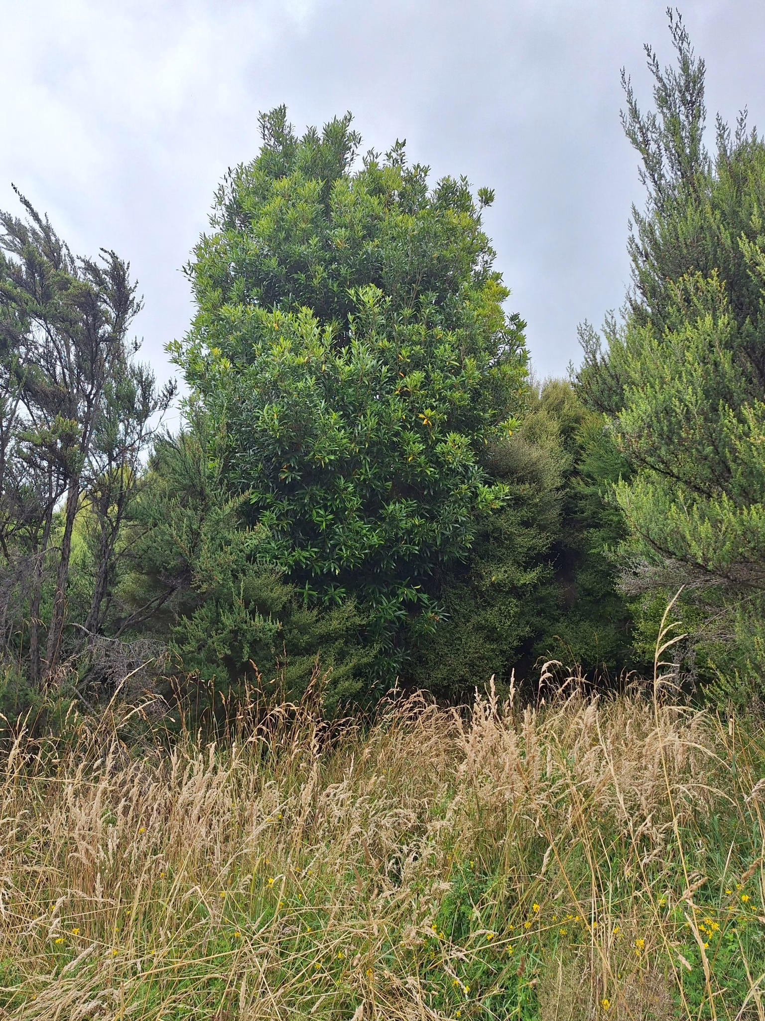 Lush Nestegis cunninghamii tree with dense green foliage, surrounded by native grasses and other shrubs under an overcast sky.