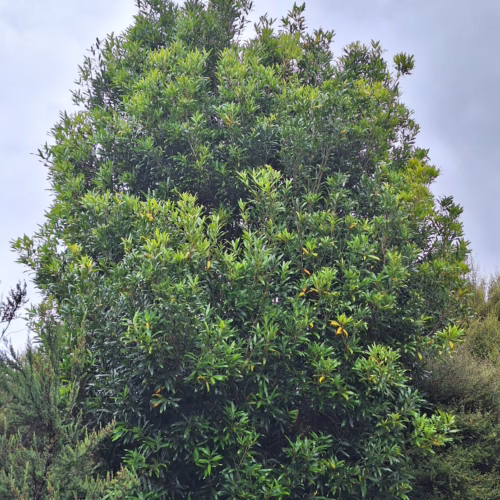 Lush Nestegis cunninghamii tree with dense, glossy green foliage reaching towards a cloudy sky