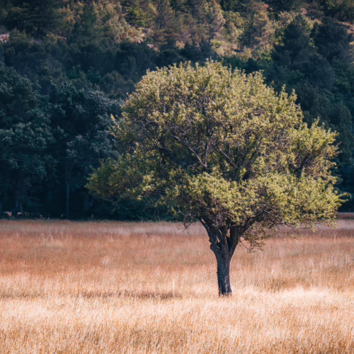 Lone Olive 'Barnea' tree stands in a golden field, backed by a dark forest, showcasing its solitary beauty.