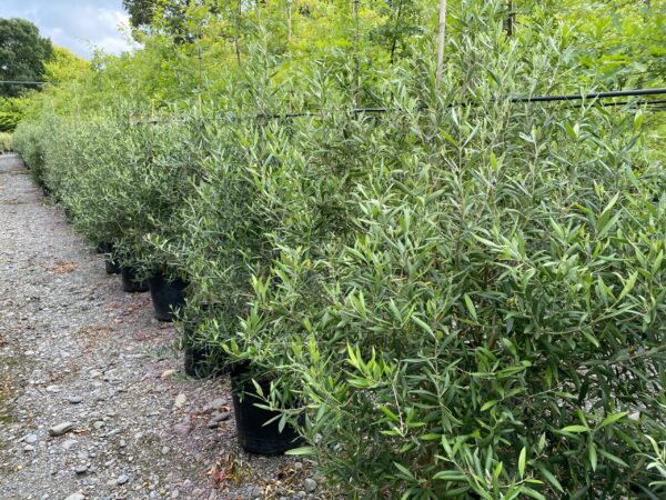 Olive 'El Greco'