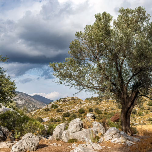 Olive ‘J2’ tree in rocky terrain under a dramatic sky. A resilient specimen showcasing the hardy nature of the Olive ‘J2’ variety.