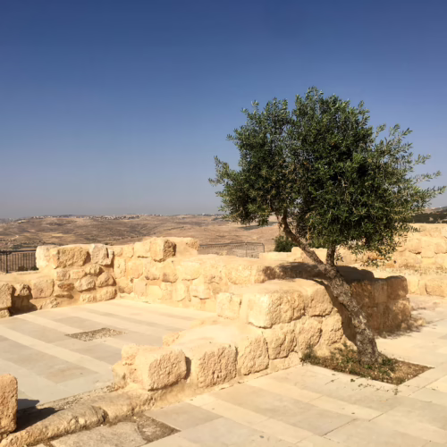 Olive ‘Mission’ tree growing amidst ancient stone ruins; a serene scene blending nature and history.