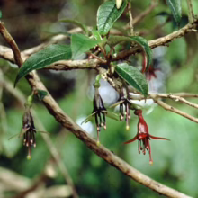 Fuchsia excorticata branch with hanging, tubular flowers in shades of red and dark purple, showcasing the plant's unique blossom structure